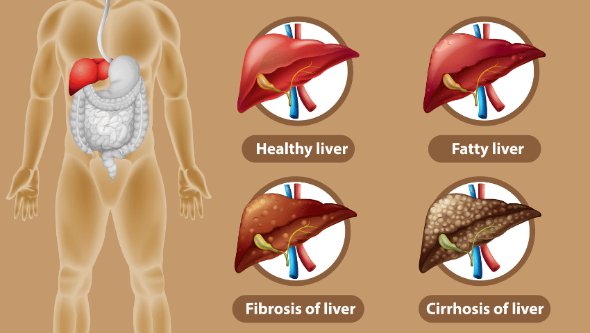 Liver